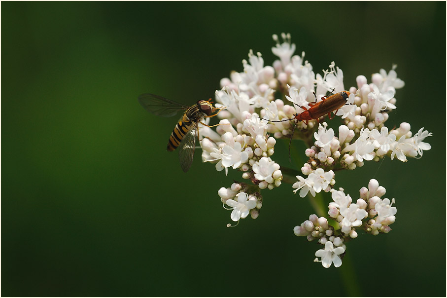 Baldrian (Valeriana)