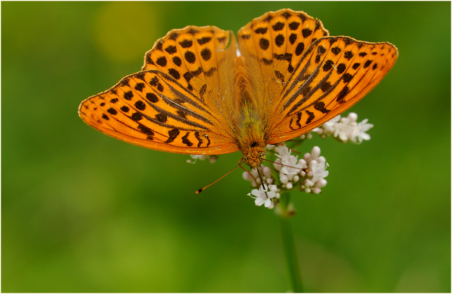 Baldrian (Valeriana)