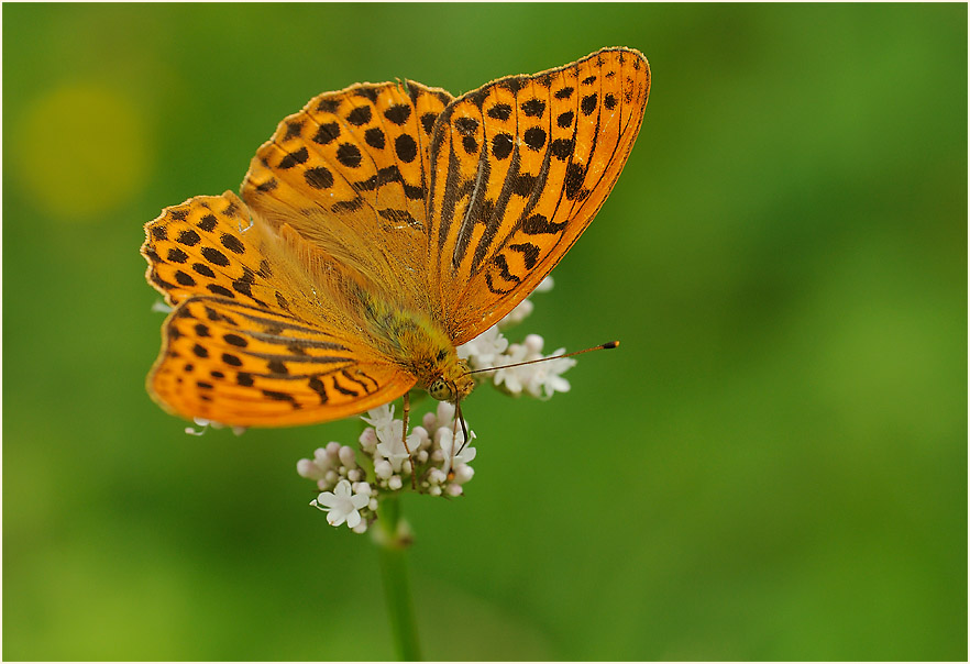 Baldrian (Valeriana)