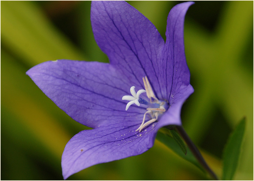 Ballonblume (Platycodon grandiflorum)