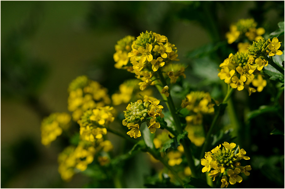 Barbenkraut (Barbarea vulgaris)