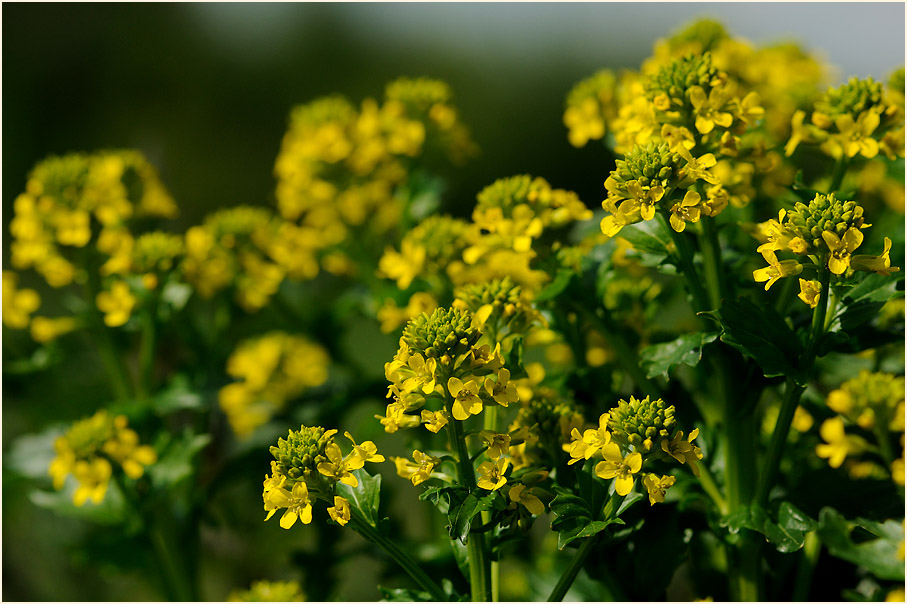 Barbenkraut (Barbarea vulgaris)