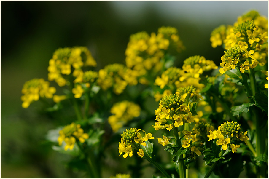 Barbenkraut (Barbarea vulgaris)