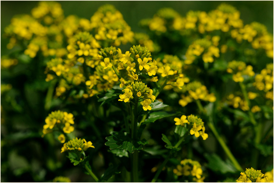 Barbenkraut (Barbarea vulgaris)