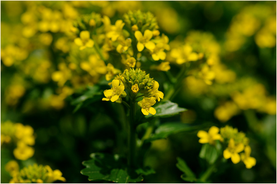 Barbenkraut (Barbarea vulgaris)
