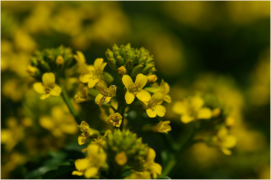 Barbenkraut (Barbarea vulgaris)