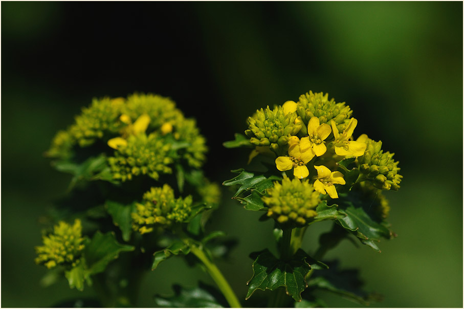 Barbenkraut (Barbarea vulgaris)