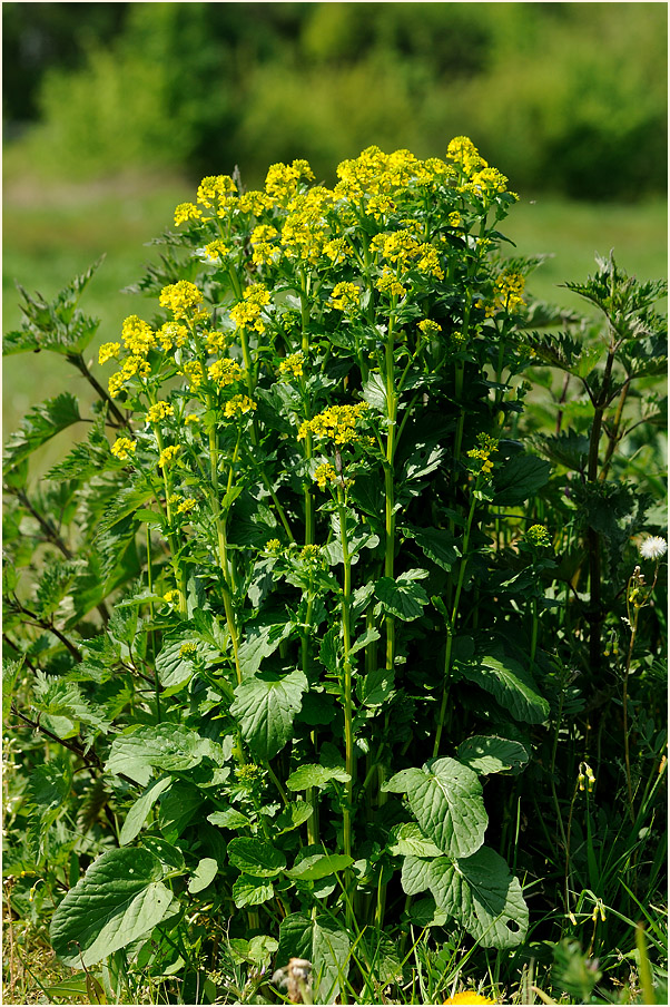 Barbenkraut (Barbarea vulgaris)