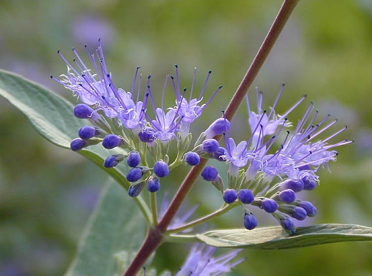 Bartblume (Caryopteris x clandonensis)