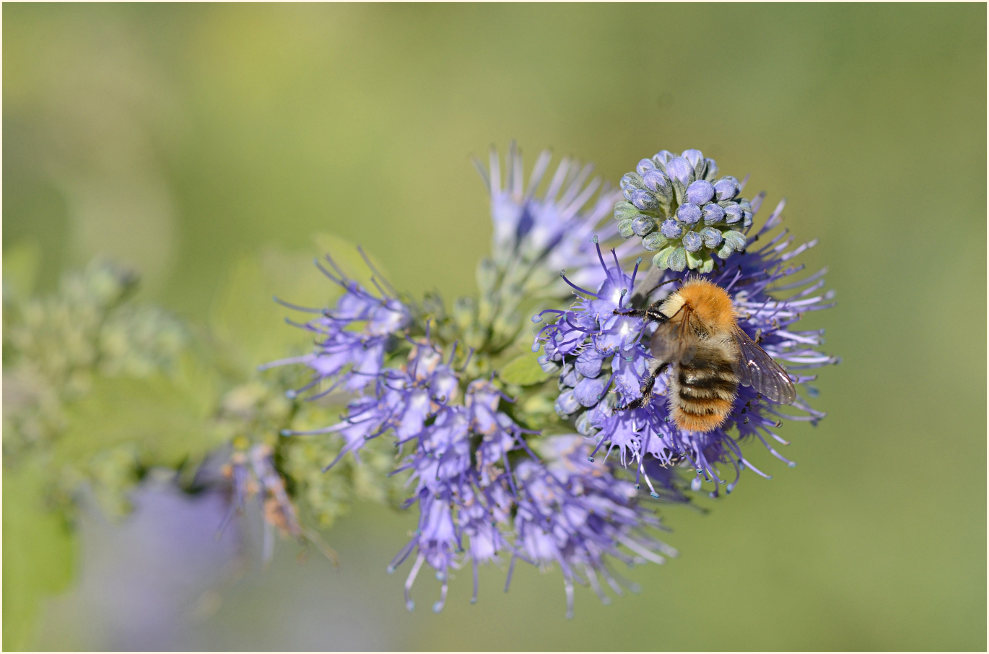 Bartblume (Caryopteris x clandonensis)