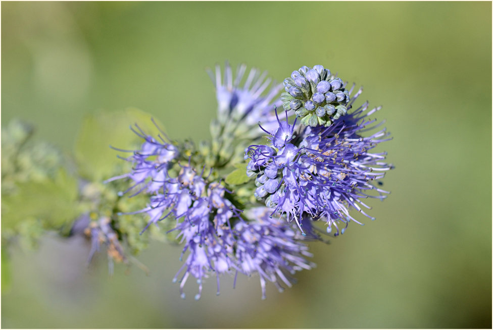 Bartblume (Caryopteris x clandonensis)