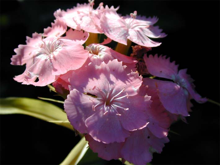 Bartnelke (Dianthus barbatus)