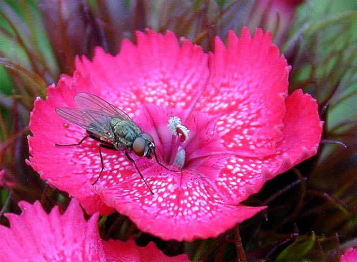 Bartnelke (Dianthus barbatus)