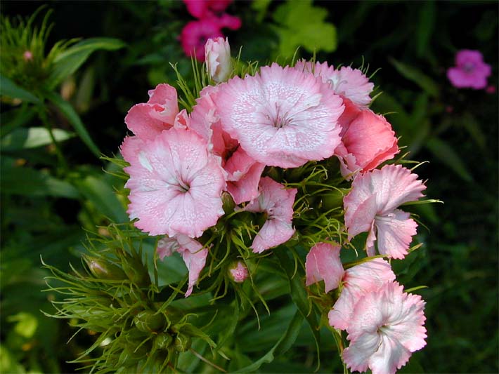 Bartnelke (Dianthus barbatus)