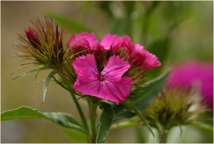 Bartnelke (Dianthus barbatus)