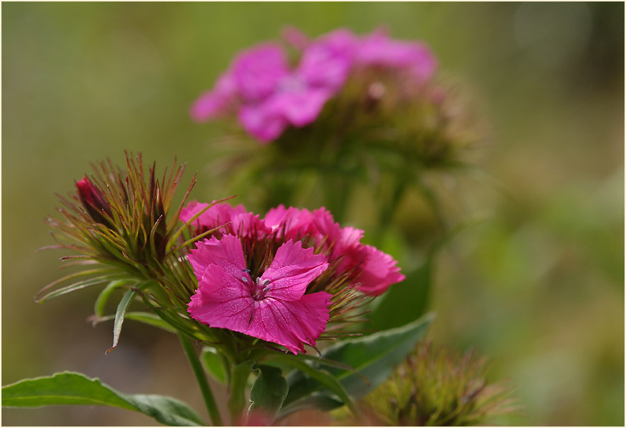 Bartnelke (Dianthus barbatus)