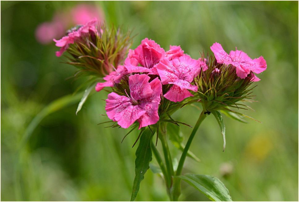 Bartnelke (Dianthus barbatus)