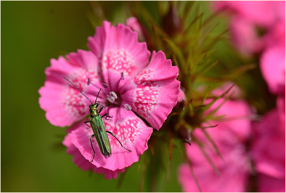 Bartnelke (Dianthus barbatus) mit Scheinbockkäfer