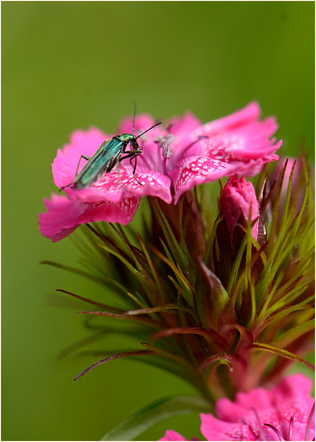 Bartnelke (Dianthus barbatus) mit Scheinbockkäfer