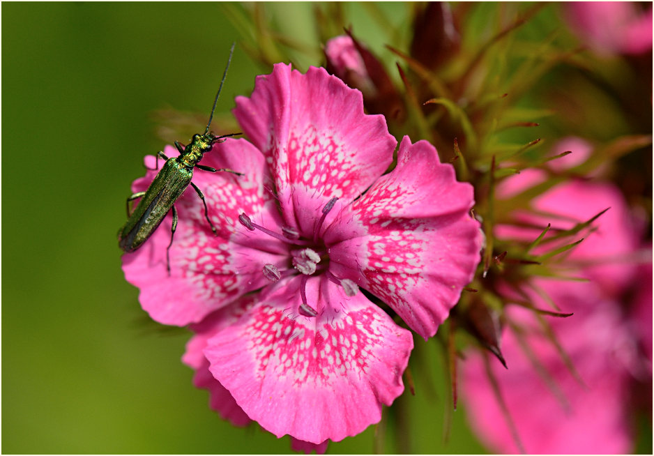 Bartnelke (Dianthus barbatus) mit Scheinbockkäfer