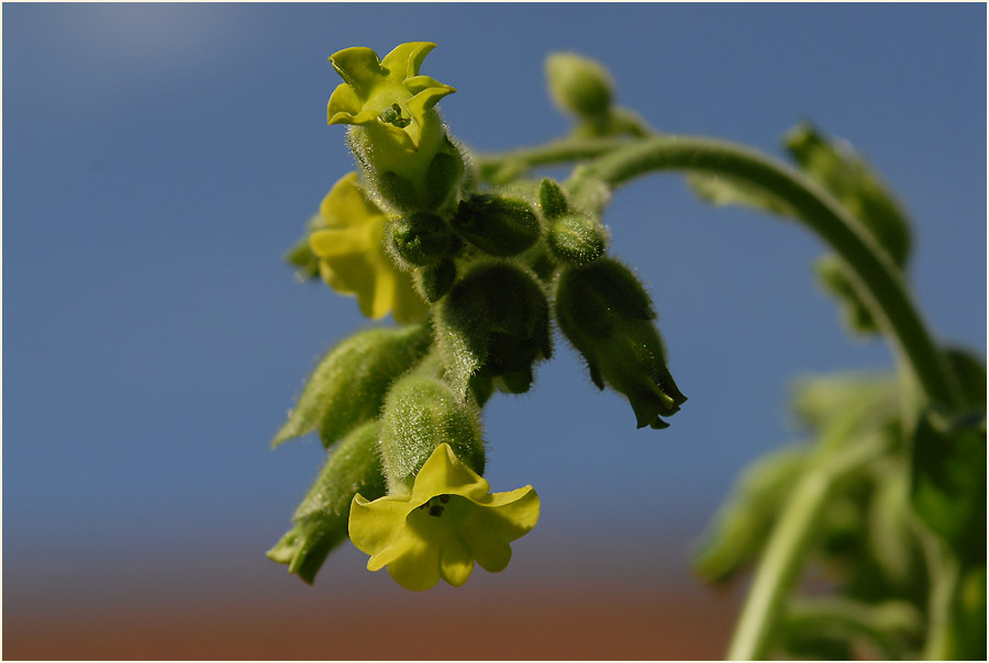 Bauerntabak (Nicotiana rustica)