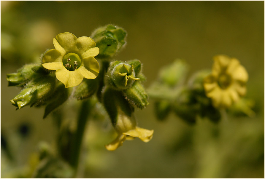 Bauerntabak (Nicotiana rustica)