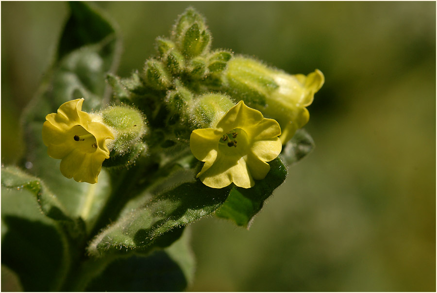 Bauerntabak (Nicotiana rustica)