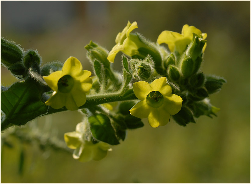 Bauerntabak (Nicotiana rustica)