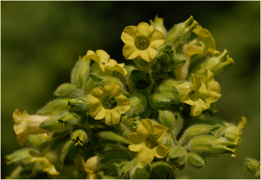 Bauerntabak (Nicotiana rustica)