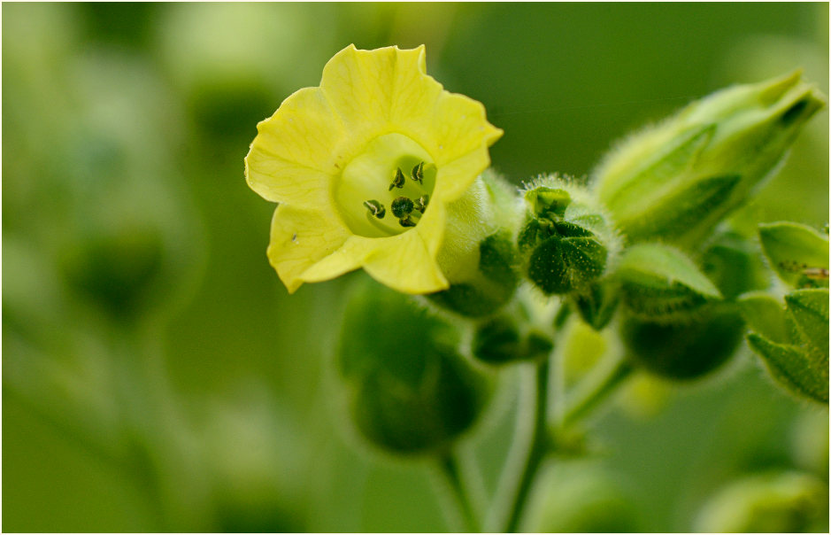 Bauerntabak (Nicotiana rustica)