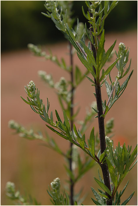 Beifuß (Artemisia vulgaris)