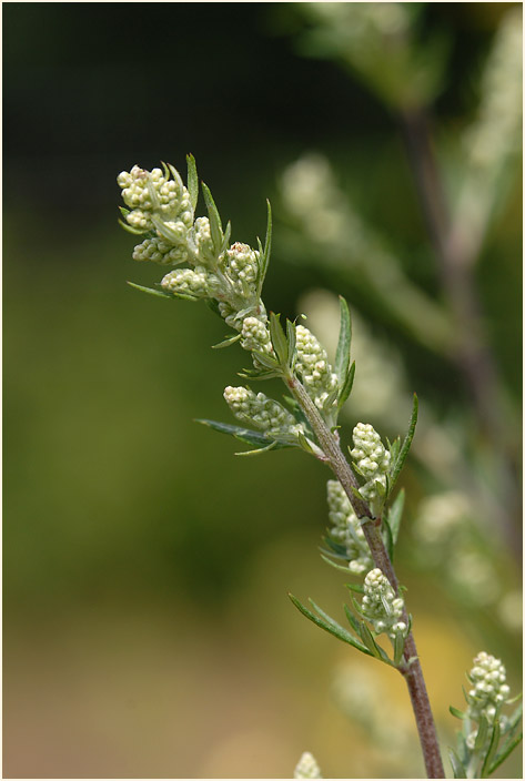 Beifuß (Artemisia vulgaris)