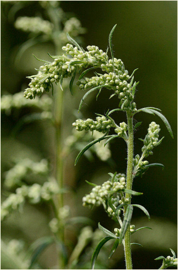 Beifuß (Artemisia vulgaris)