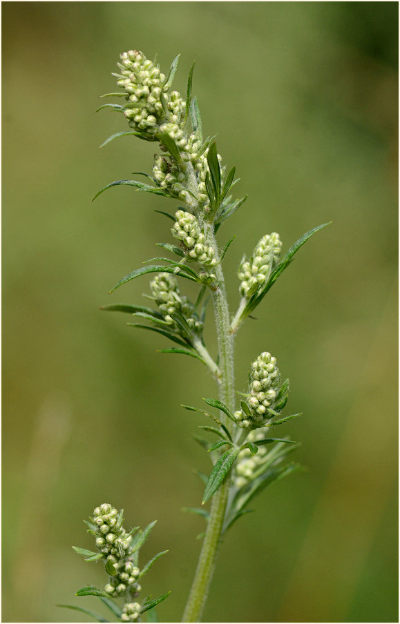 Beifuß (Artemisia vulgaris)