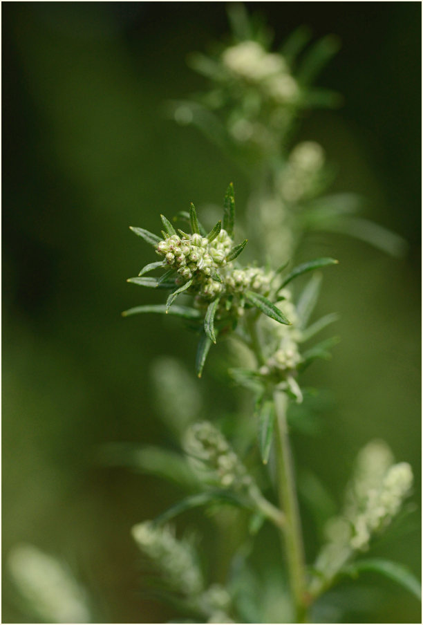 Beifuß (Artemisia vulgaris)