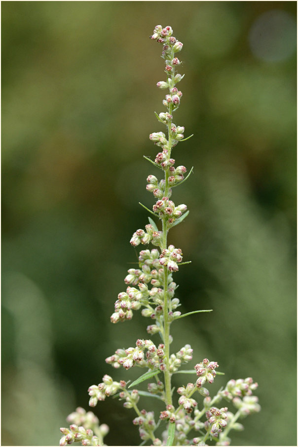 Beifuß (Artemisia vulgaris)