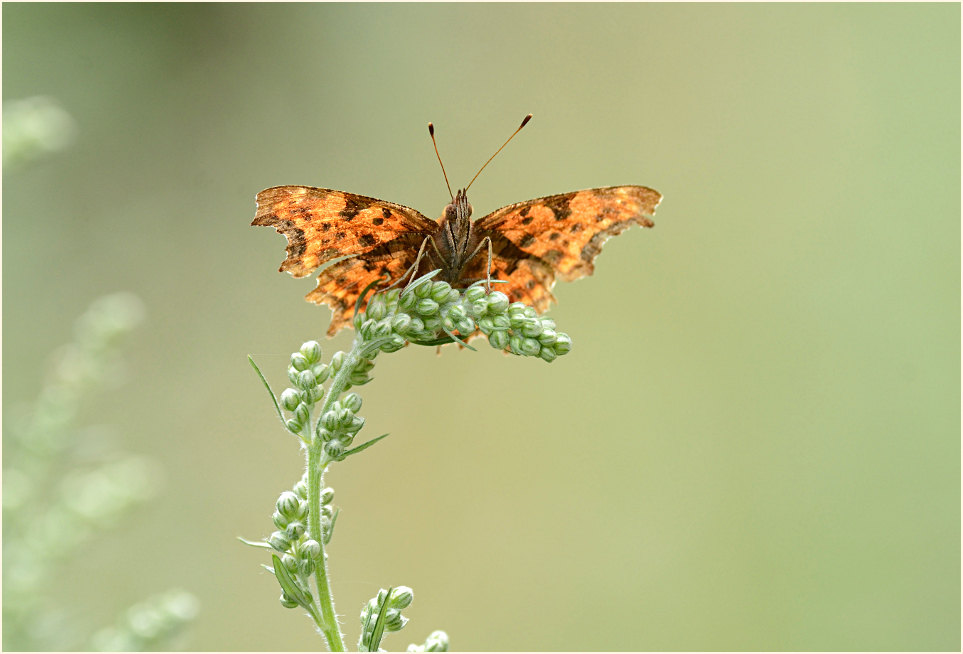 C-Falter auf Beifuß (Artemisia vulgaris)