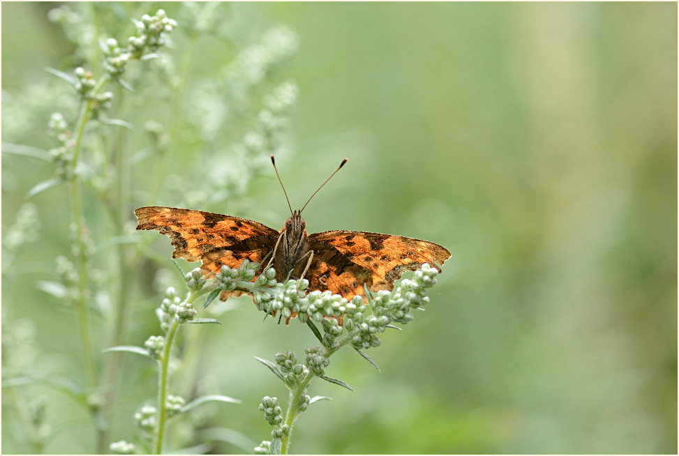 C-Falter auf Beifuß (Artemisia vulgaris)