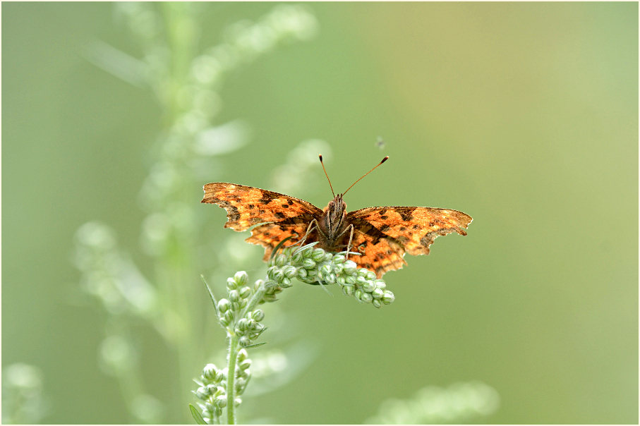 C-Falter auf Beifuß (Artemisia vulgaris)