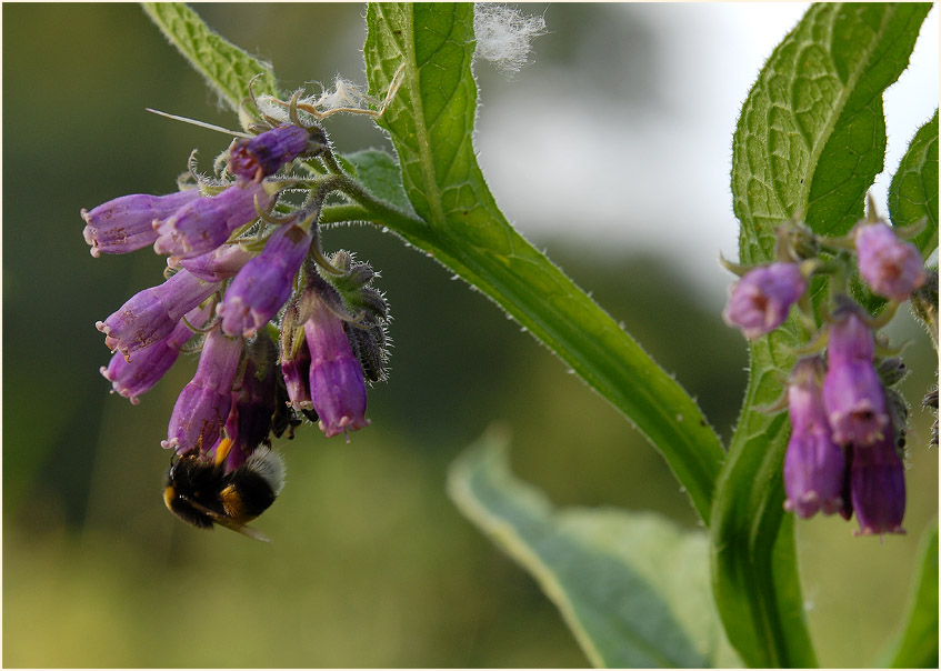 Beinwell (Symphytum officinale)