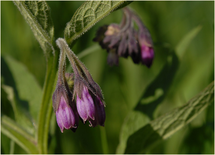 Beinwell (Symphytum officinale)