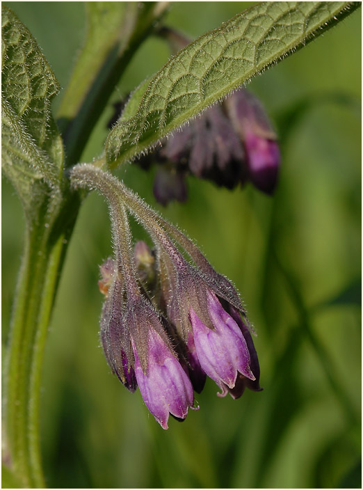 Beinwell (Symphytum officinale)