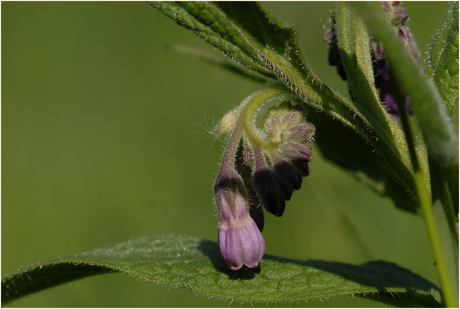 Beinwell (Symphytum officinale)