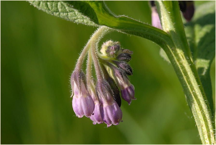 Beinwell (Symphytum officinale)