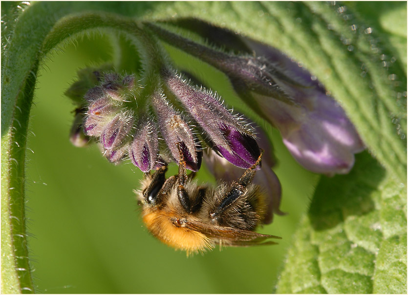 Beinwell (Symphytum officinale)