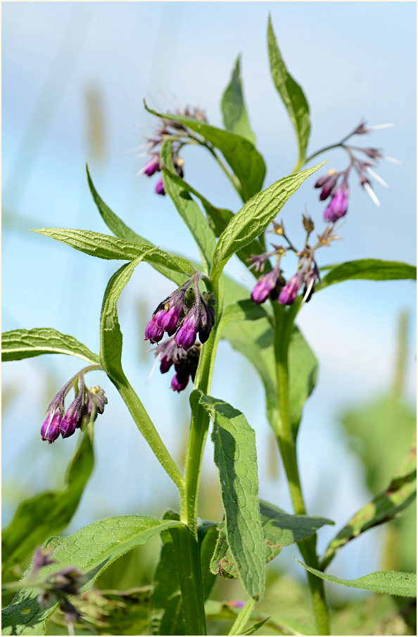 Beinwell (Symphytum officinale)