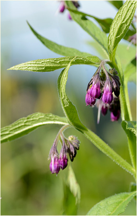 Beinwell (Symphytum officinale)