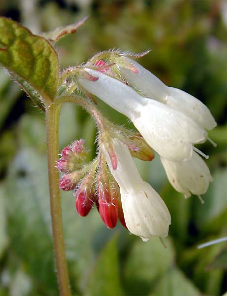 Knoten-Beinwell (Symphytum tuberosum)