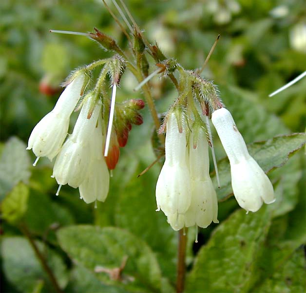 Knoten-Beinwell (Symphytum tuberosum)