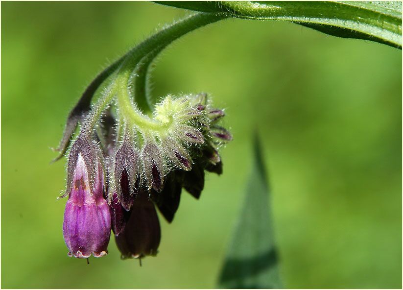 Beinwell (Symphytum officinale)